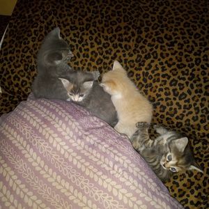 Meet your Posher, Brittany